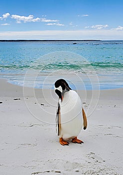 A Gentoo Penguin Preens Itself on the Shore in the Malvinas
