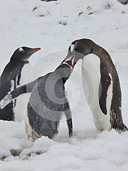 Gentoo Penguin provides a meal to its chick on Antarctic Peninsula