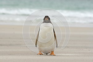 Gentoo penguin (Pygoscelis papua)