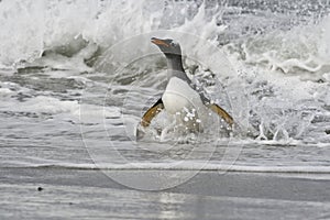 Gentoo penguin (Pygoscelis papua)