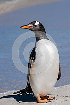 Gentoo penguin (Pygoscelis papua)