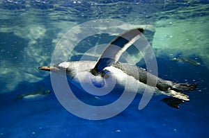 Gentoo Penguin - Pygoscelis papua