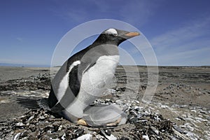 Gentoo penguin, Pygoscelis papua