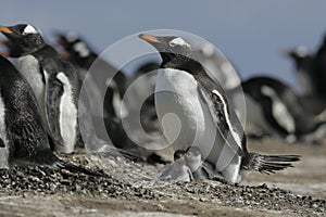Gentoo penguin, Pygoscelis papua