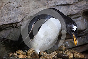 Gentoo penguin Pygoscelis papua.