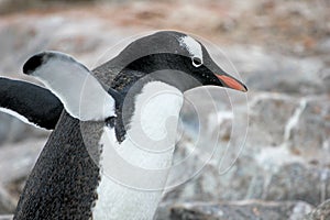 Gentoo penguin, Pygoscelis Papua, Antarctic Peninsula