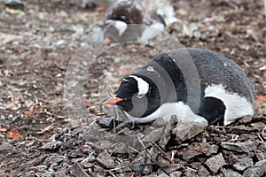 Gentoo penguin, Pygoscelis Papua, Antarctic Peninsula