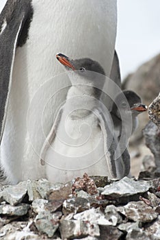 Gentoo penguin (Pygoscelis papua) chick feather.