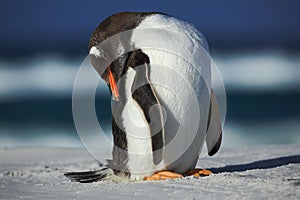 Gentoo penguin, Pygoscelis papua , cleaning plumage on the white beach with dark blue sea wave, Falkland Islands