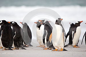 Gentoo Penguin (Pygoscelis papua) colony on the beach. Falkland