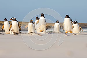 Gentoo penguin (Pygoscelis papua) colony on the beach, Falkland