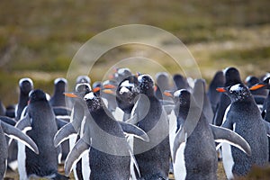 Gentoo Penguin (Pygoscelis papua) colony in the sand dunes.