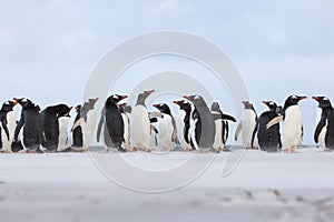 Gentoo Penguin (Pygoscelis papua) colony in the sand. Falkland I