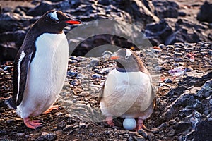 Gentoo Penguin Pygoscelis papua with egg