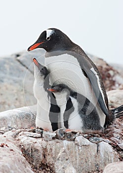 Gentoo penguin (Pygoscelis papua) family.