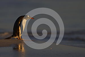 Pinguino comune sul il mare isole 
