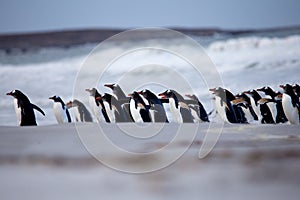 Gentoo Penguin (Pygoscelis papua) marching out from the surf.