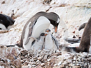 Gentoo penguin, Pygoscelis papua, mother with two chicks on Cuverville Island, Antarctic Peninsula, Antarctica