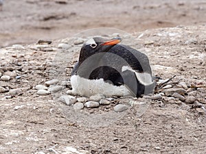 Gentoo penguin, Pygoscelis papua, on the nest of Sounder Island, Falkland Islands-Malvinas