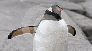 Gentoo penguin Pygoscelis papua portrait. Antarctic Peninsula