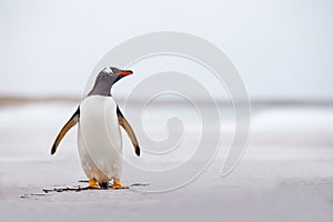 Gentoo Penguin (Pygoscelis papua) standing alone on a white sand