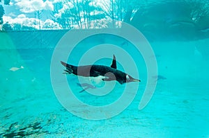 Gentoo Penguin (Pygoscelis papua), swimming underwater