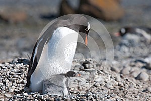 Gentoo penguin - Pygoscelis papua - taking care for cute chick