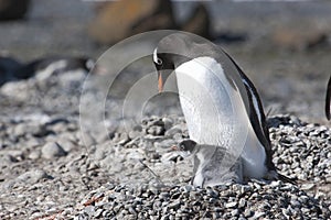 Gentoo penguin - Pygoscelis papua - taking care for cute chick