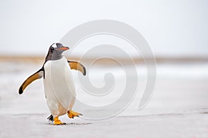Gentoo Penguin (Pygoscelis papua) waddling along on a white sand