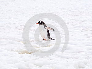 Gentoo penguin, Pygoscelis papua, waddling in snow on Petermann Island, Antarctic Peninsula, Antarctica
