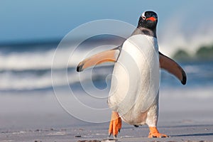 Gentoo Penguin (Pygoscelis papua) walking on the Beach.