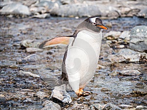 Gentoo penguin, Pygoscelis papua, walking on pebble beach of Cuverville Island, Antarctic Peninsula, Antarctica