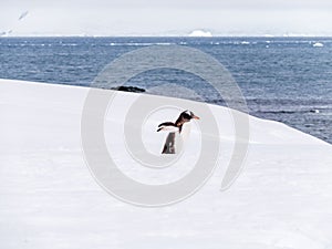 Gentoo penguin, Pygoscelis papua, walking in snow, Mikkelsen Harbour on Trinity Island, Antarctic Peninsula, Antarctica