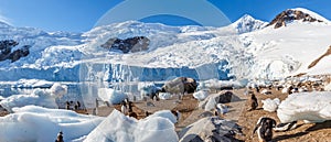 Gentoo penguin relaxing on the beach among scattered icebergs an