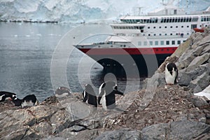 Pingüino nidos de pájaros cruz barco 