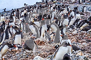 Gentoo Penguin Rookery Crying Yankee Harbor Antarctica