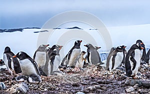 Gentoo Penguin Rookery Glacier Yankee Harbor Antarctica