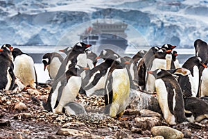 Gentoo Penguin Rookery Ship Yankee Harbor Antarctica