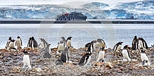 Gentoo Penguin Rookery Ship Yankee Harbor Antarctica