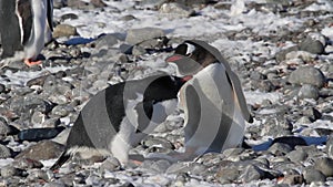 Gentoo Penguin`s feeding chick with krill