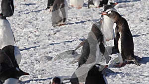 Gentoo Penguin`s Feeding each other with krill