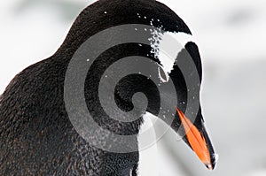 Gentoo penguin's head