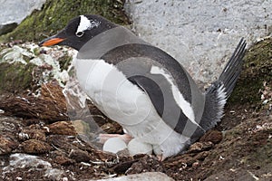 Gentoo penguin sits in a nest with three eggs