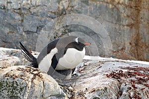 Gentoo penguin sitting on a chick