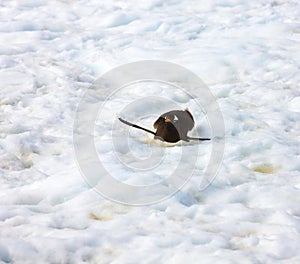 Gentoo penguin sliding down a hill on its belly instead of walking