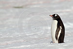 Gentoo penguin on snowfield, Antarctica