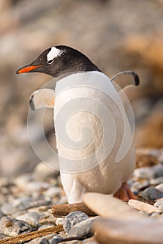 Gentoo penguin, South Georgia, Antarctica