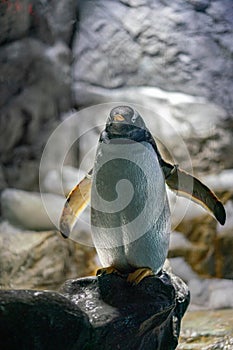 Gentoo penguin standing on black stone