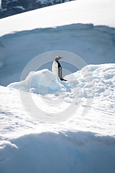 Gentoo penguin standing on iceberg in sunshine