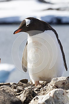 Gentoo penguin standing on a rock